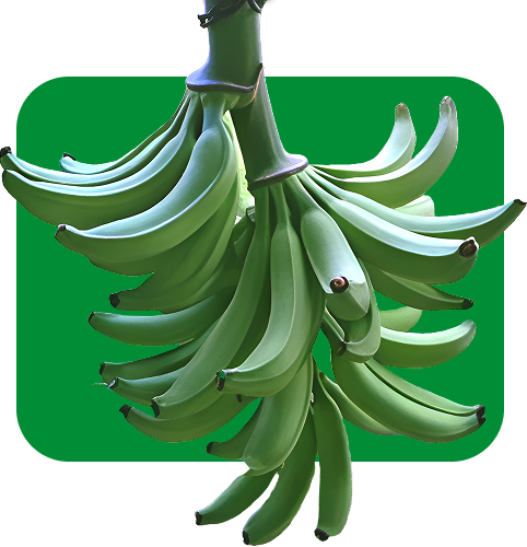 Platano Barraganete
